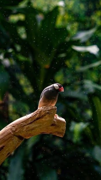 rain bird sst900in manual