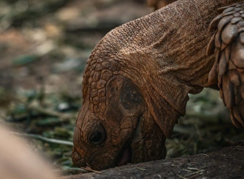 applied behavior analysis cooper 3rd edition pdf free download