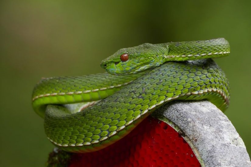 snake bite first aid pdf